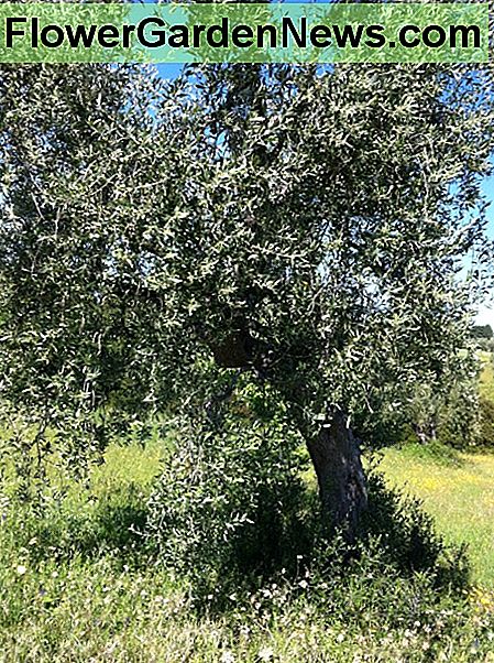 Eine Olive Tre mit Shoots zu beschneiden An Olive Tre with Shoots to Prune