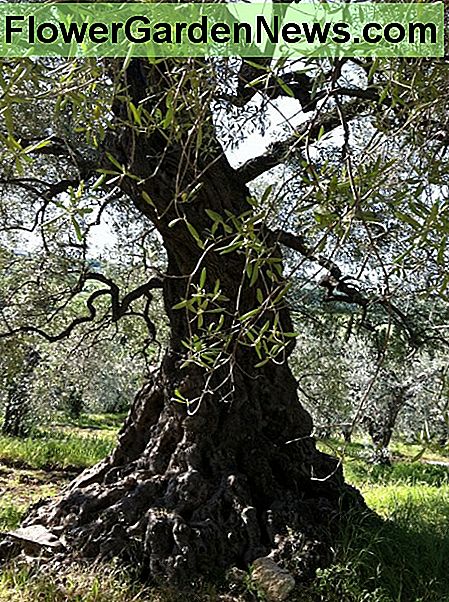 3, 000 Olivenbaum in der Toskana beschnitten, um in Luft und Licht zu lassen 3, 000 Olive Tree in Tuscany Pruned to Let in Air and Light