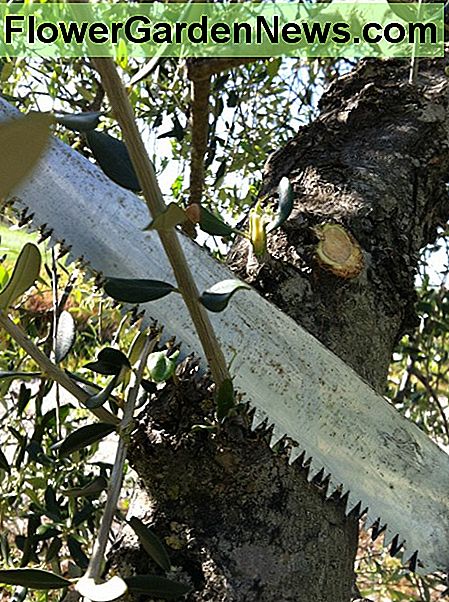 Beschneiden der SaugnÀpfe mit einer SÀge Pruning the Suckers with a Saw