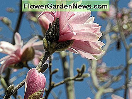 Magnolia Stellata Jane Platt Magnolia Stellata Jane Platt