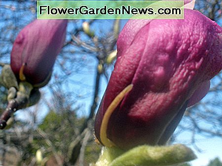 Magnolia Betty Magnolia Betty
