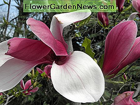 Magnolia Marillyn Magnolia Marillyn