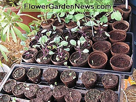 Nous utilisons beaucoup de plateaux de semis. Ceux-ci ont été utilisés pour démarrer les légumes dans notre maison verte. We use seedling trays a lot. These were used to start vegetables in our green house.