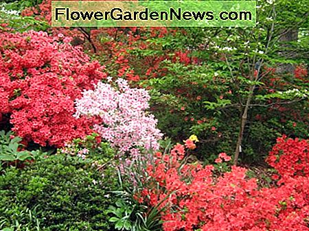 Azalea's in bloei Azaleas in bloom