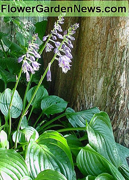 Hosta in bloei Hosta in bloom