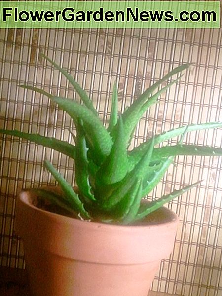 Aloe Vera Pflanze Aloe Vera plant