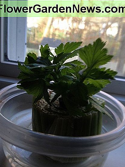 Setze den Sellerie in eine Tasse Wasser und warte, bis die Wurzeln wachsen. Ich erfrische das Wasser alle paar Tage. place the celery in a cup of water and wait for roots to grow, I refresh the water every few days.