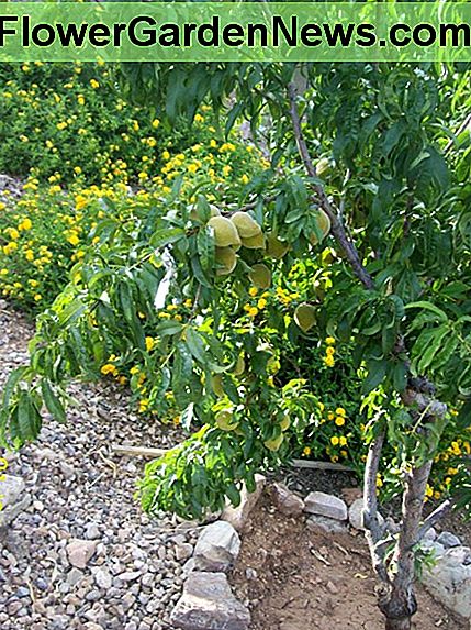 Sprich über großzügig und süß. Pfirsiche in Arizona sind bereit für die Ernte im August. Abhängig von der Höhe müssen Sie sich natürlich auf Farbe verlassen. Ich lebe in fast 3000 Fuß und August ist der Monat. Talk about bountiful and sweet. Peaches in Arizona are ready for harvesting in August. Of course, depending on altitude, you may need to rely on color. I live at almost 3000 feet, and August is the month.