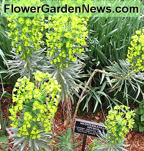 Mediterană Spurge Mediterranean Spurge