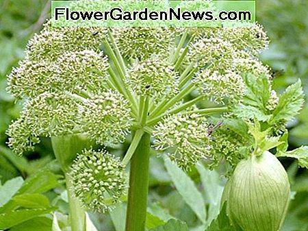 Angelica archangelica litoralis Angelica archangelica litoralis