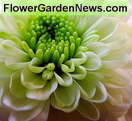 Crizantema verde Green Chrysanthemum