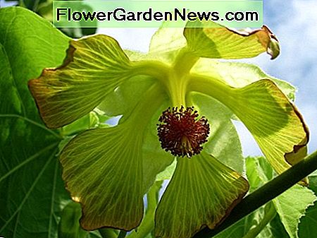 Abutilon Sandwiccence Abutilon Sandwiccence