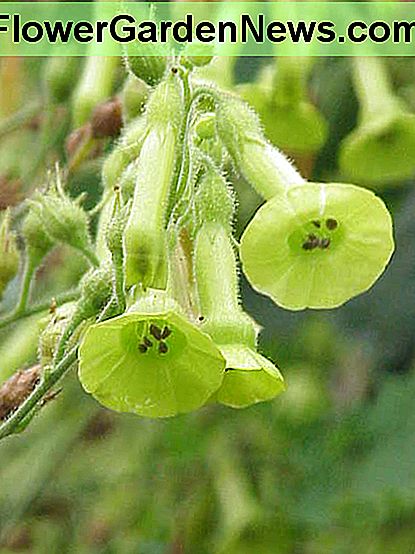 Nicotiana langsdorffii Nicotiana langsdorffii