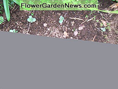 Vers getransplanteerde zaailingen. (14Jan09) Freshly transplanted seedlings.(14Jan09)