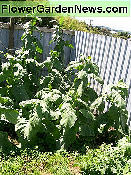 Tabaksplanten naderen volwassenheid. Onderste bladeren zijn geoogst van de achterste planten. Deze planten zijn minder dan drie maanden ouder dan de zaailingen op de vorige foto. (14Jan09) Tobacco plants nearing maturity. Bottom leaves have been harvested from the rear plants. These plants are less than three months older than the seedlings in the previous photo. (14Jan09)