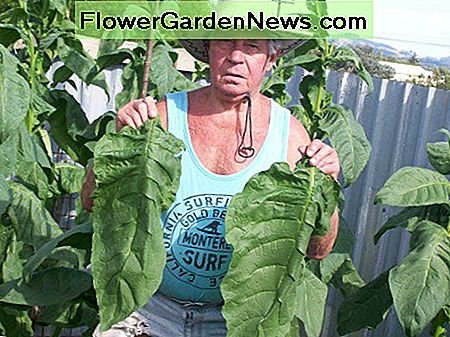 Oogsten: volgroeide bladeren (en nee, ik ben het niet!) Dezelfde planten als op de vorige foto, elf dagen later (25jan09) Harvesting: Fully grown leaves (And no, It's not me!) The same plants as in the previous photo, eleven days later (25Jan09)
