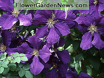 Clematis Jackmanii เป็นพันธุ์ที่มีชื่อเสียงมากที่สุดแห่งหนึ่งของ Clematis เดิมทีถูกยกขึ้นโดย George Jackman & Son ในปี 1858 และได้รับการแนะนำให้รู้จักกับกลุ่มผู้ซื้อในปีพ. ศ. 2406 The Clematis Jackmanii is one of the most well-known varieties of clematis. It was originally raised by George Jackman & Son in 1858 and introduced to the buying public in 1863.