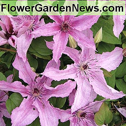 Clematis Hagley Hybrid มีขนาดใหญ่เป็นสีชมพูเปลือกหม่นกลมกล่อมกับดอกไม้สีม่วงที่มีน้ำหนักเบาเมื่ออายุมากขึ้น คุณสามารถปลูกไม้เลื้อยใบนี้ในพื้นดินหรือในภาชนะ Clematis Hagley Hybrid has large, speckled, subtle shell-pink to mauve flowers that become lighter as they age. You can grow this clematis in the ground or in a container.