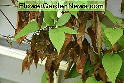 โรคเหี่ยวเฉา Clematis โจมตีส่วนบนของเถาไม้เลื้อยจำพวกจาง แต่ถ้าคุณตัดส่วนที่ได้รับผลกระทบกลับไปที่พื้นดินพืชควรอยู่รอดเนื่องจากไม่มีผลต่อราก Clematis wilt attacked the top portion of a clematis vine, but if you cut the affected portion back to the ground, the plant should survive, as it doesn't affect the roots.