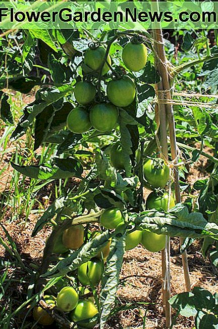 Hoe gezonde tomatenplanten groeien How to Grow Healthy Tomato Plants