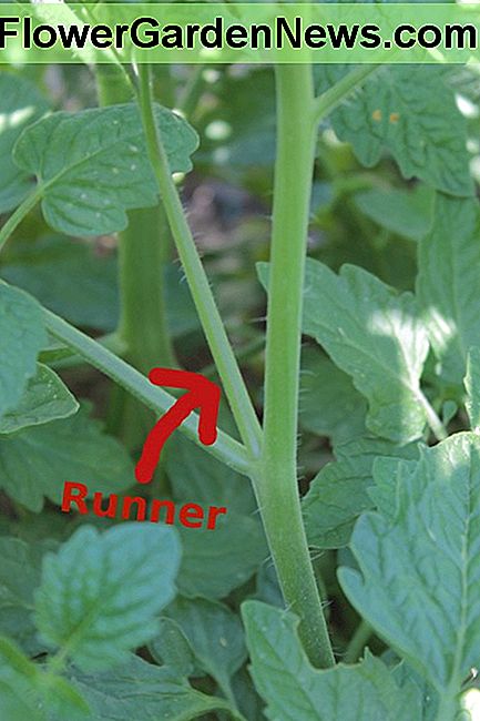 De ledemaat die groeit tussen de tak en de stengel staat bekend als een hardloper. Je kunt ze veilig met je vingers afknippen. The limb growing between the branch and the stem is known as a runner. You can safely snap those off with your fingers.