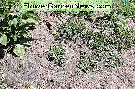 Hoe gezonde tomatenplanten groeien How to Grow Healthy Tomato Plants