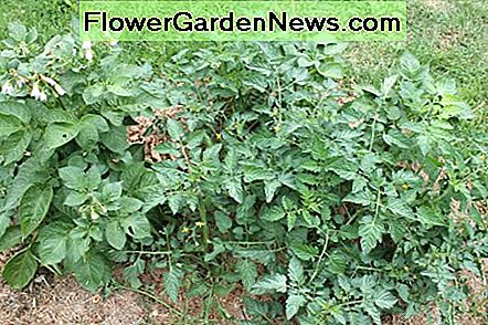 Hoe gezonde tomatenplanten groeien How to Grow Healthy Tomato Plants