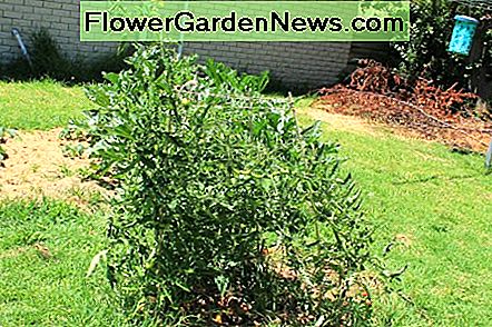 Hoe gezonde tomatenplanten groeien How to Grow Healthy Tomato Plants