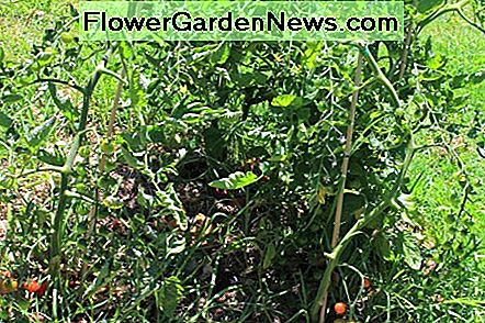 Hoe gezonde tomatenplanten groeien How to Grow Healthy Tomato Plants
