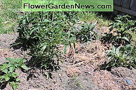 Hoe gezonde tomatenplanten groeien How to Grow Healthy Tomato Plants