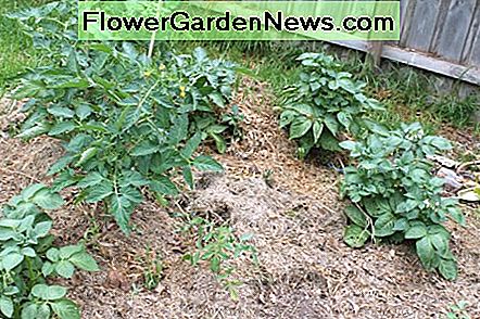 Hoe gezonde tomatenplanten groeien How to Grow Healthy Tomato Plants
