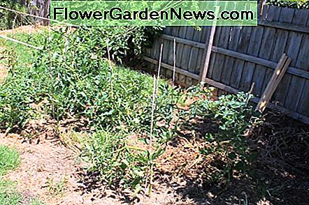 Hoe gezonde tomatenplanten groeien How to Grow Healthy Tomato Plants