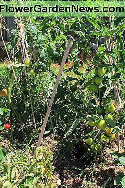 Hoe gezonde tomatenplanten groeien How to Grow Healthy Tomato Plants