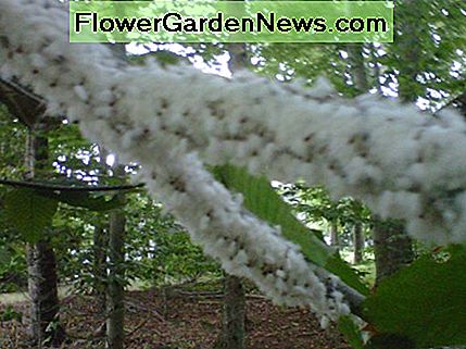 Een close-up van een wollige bladluis kolonie. A close up look at a Woolly Aphid Colony.
