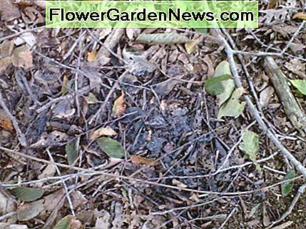 Black Sooty Mold groeit op honingdauw. Black Sooty Mold growing on honeydew.