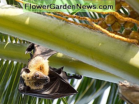 Fledermäuse für natürliche Schädlingsbekämpfung Bats for Natural Pest Control