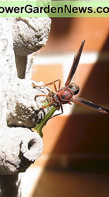 Schlamm Dauber Wespe mit Raupe. Alle Rechte vorbehalten Mud dauber wasp with caterpillar. All rights reserved