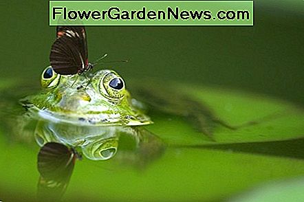 Frosch und Schmetterling Frog and Butterfly