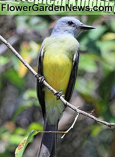 Tropischer Kingbird Tropical Kingbird