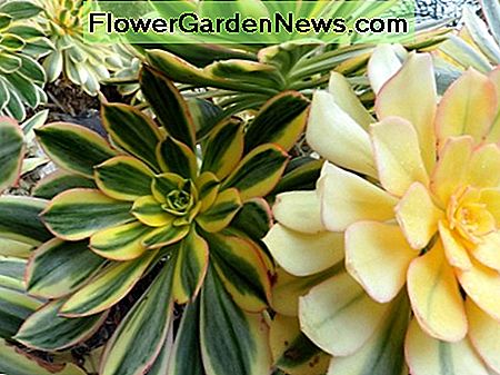 Aeonium Sunburst Aeonium Sunburst