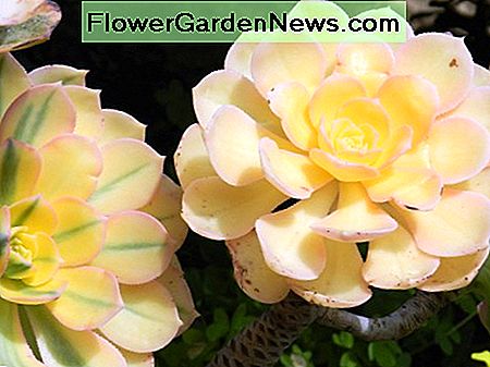Farbvielfalt mit Ihrem Sunburst-Aeonium. Color variety with your Sunburst aeonium.