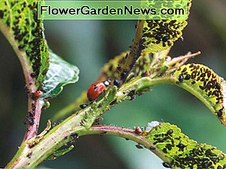 Wenn Sie Marienkäfer lose in Ihrem Garten drehen, stellen Sie sicher, dass Sie Sonnenblumen und Ringelblumen pflanzen, um ein Zuhause und einen Platz zum Legen von Eiern zu schaffen. If you're going to turn ladybugs loose in your yard, be sure to plant sunflowers and marigolds to provide a home and a place to lay eggs.