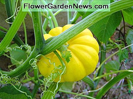 Squash ist so lecker. Versuchen Sie Squash-Krapfen oder Squash-Brot. Beide sind köstlich. Squash are so delicious. Try squash fritters or squash bread. Both are delicious.