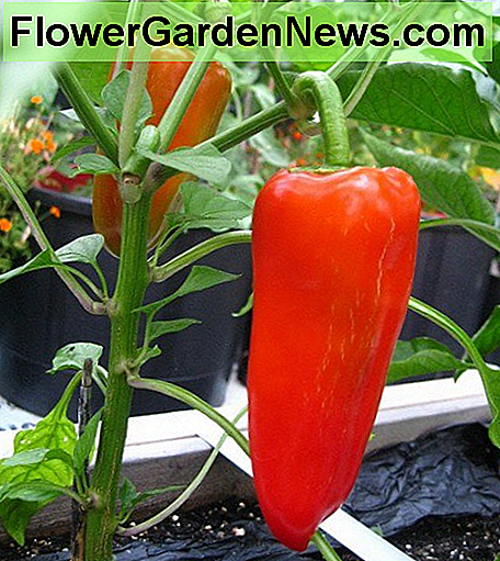 Paprika wächst schön. Peppers growing nicely.
