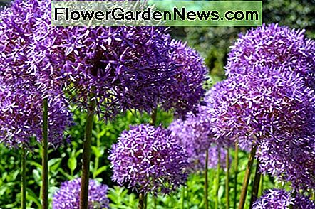 Globe Allium Globe Alliums