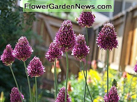 Drumstick Allium Drumstick Allium