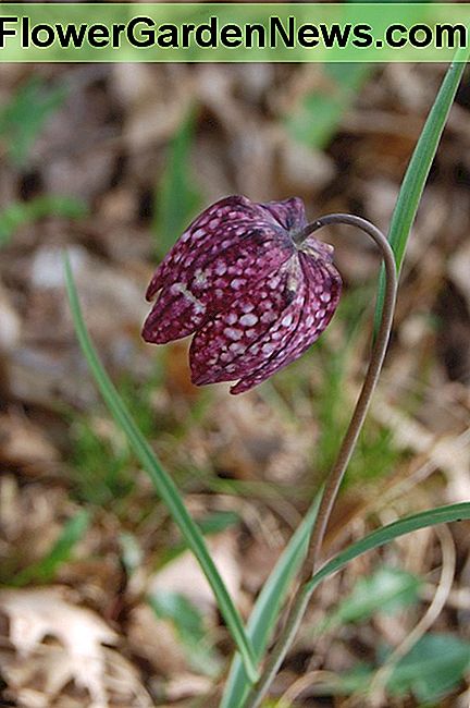 Guinea Henne Blume Guinea Hen Flower