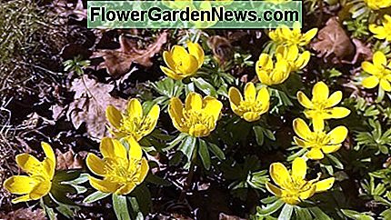 Winter Aconite Winter Aconite