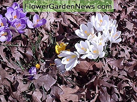 Krokus Crocus
