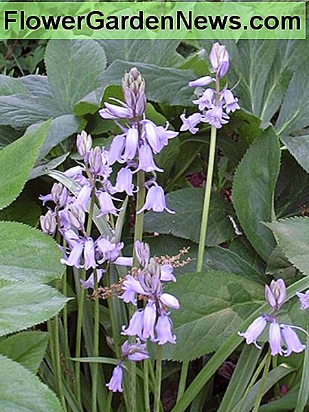 Glockenblumen Bluebells